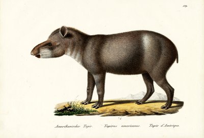 American Tapir by Karl Joseph Brodtmann